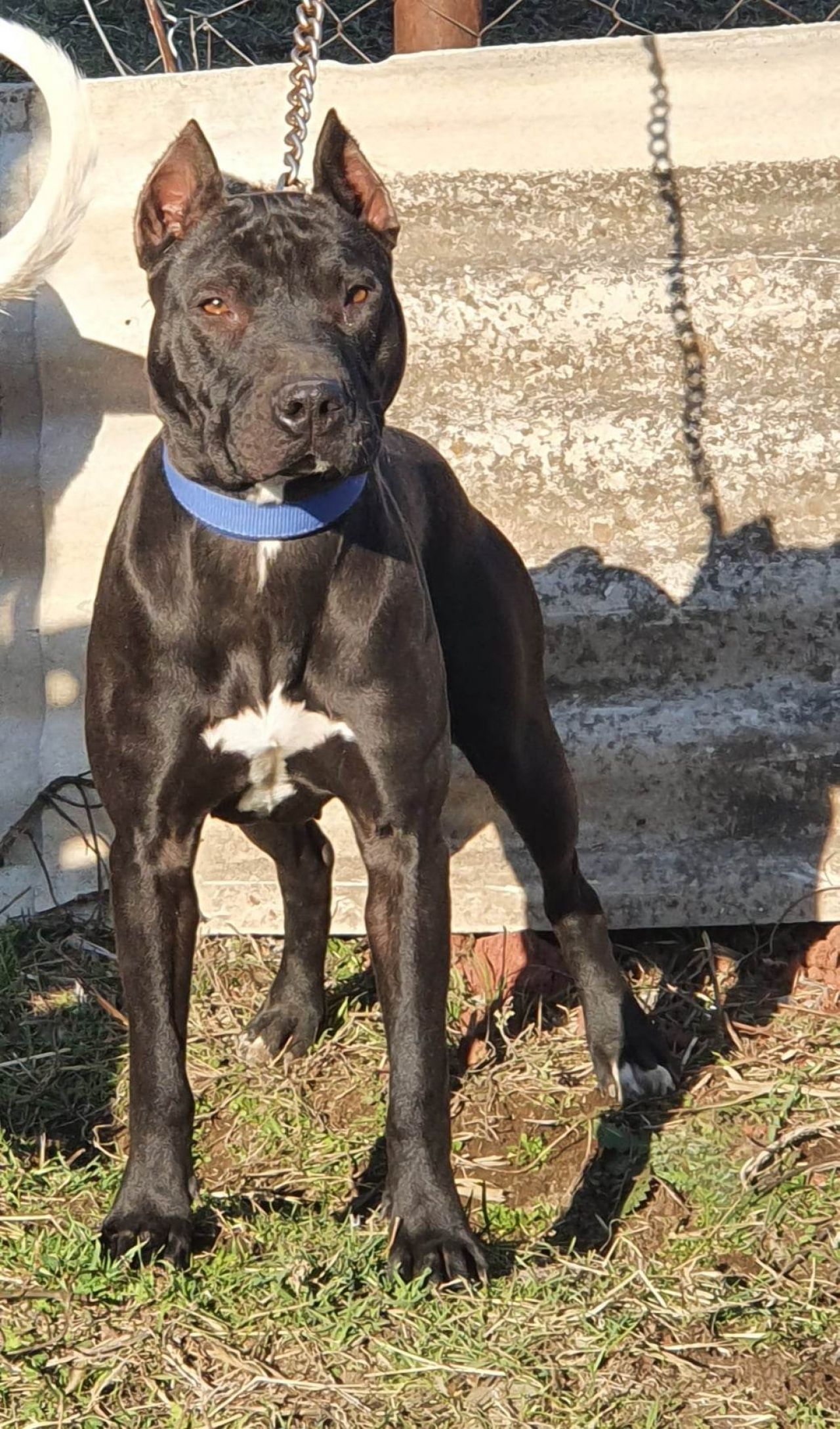Photo of the dog