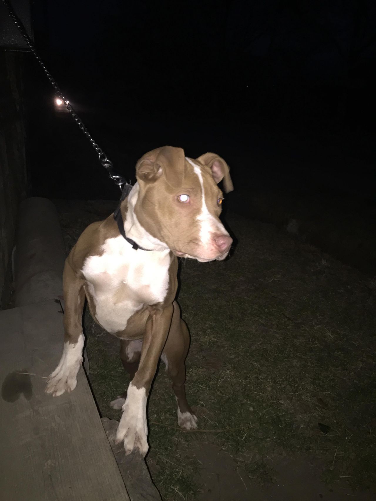 Photo of the dog