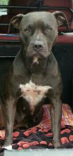 Photo of the dog