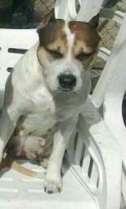 Photo of the dog
