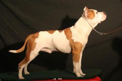 Photo of the dog