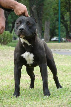 Photo of the dog