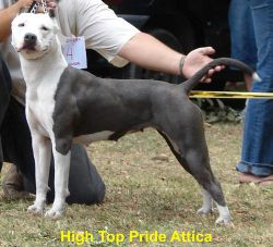 Photo of the dog