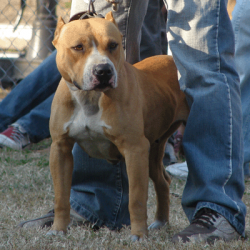 Photo of the dog