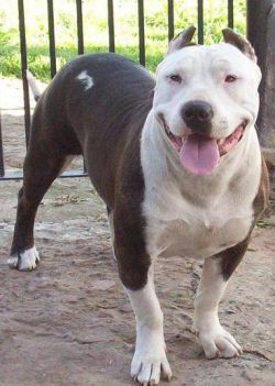 Photo of the dog