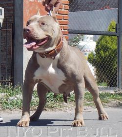 Photo of the dog