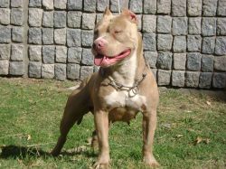 Photo of the dog