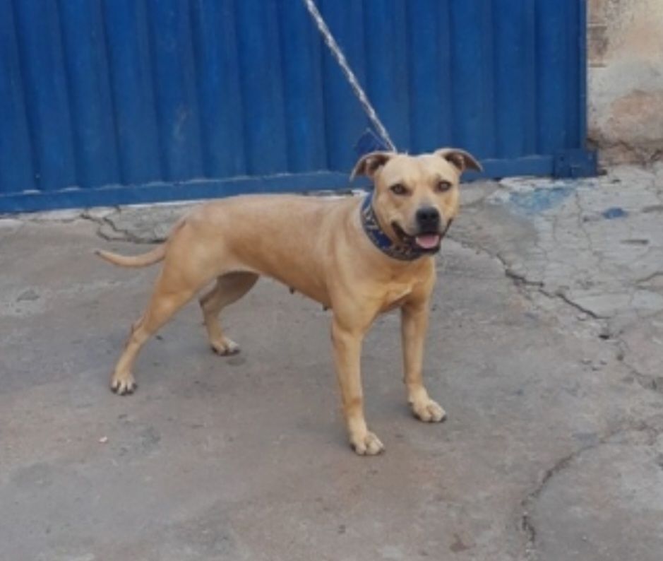 Photo of the dog