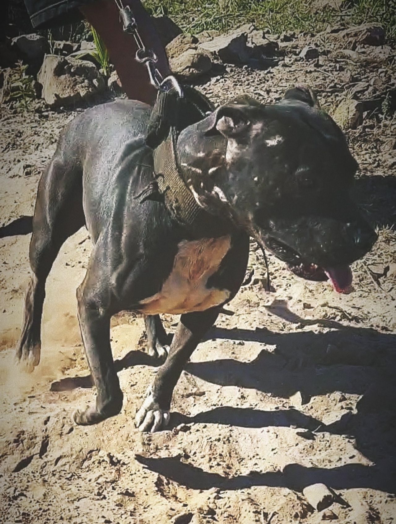 Photo of the dog