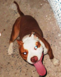 Photo of the dog