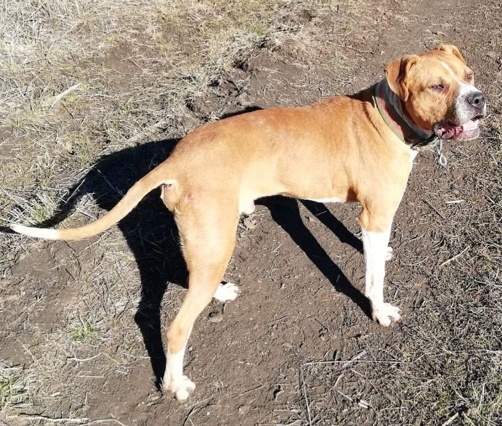 Photo of the dog