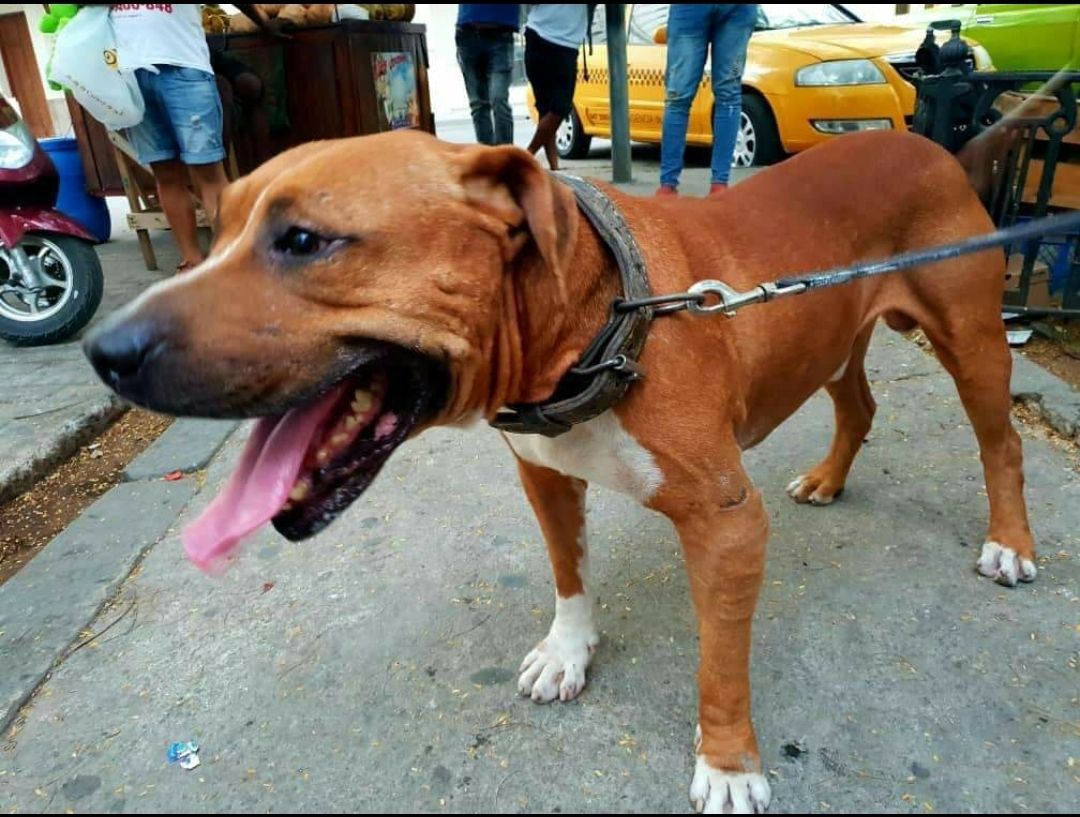 Photo of the dog