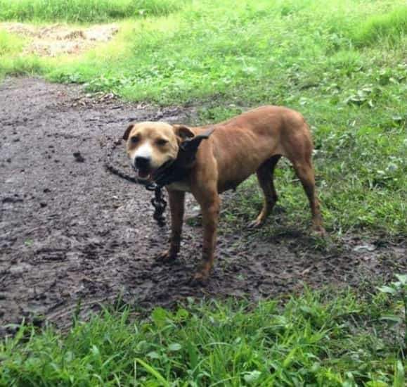 Photo of the dog