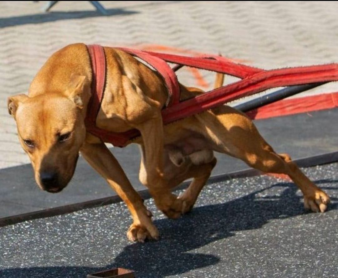 Photo of the dog
