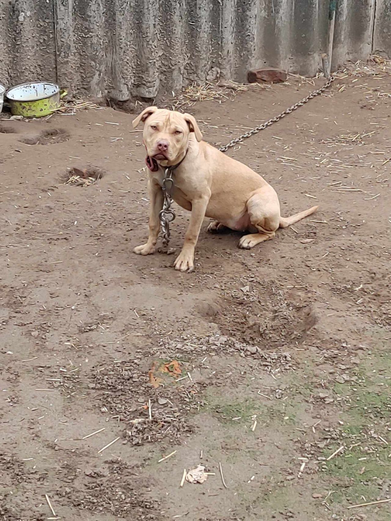 Photo of the dog