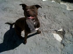 Photo of the dog