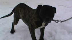 Photo of the dog