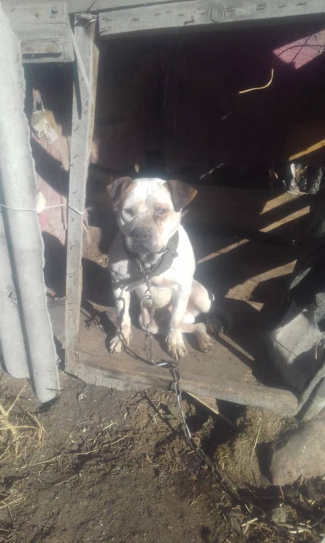 Photo of the dog