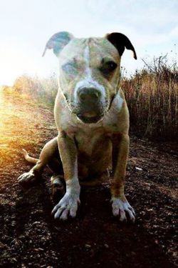 Photo of the dog