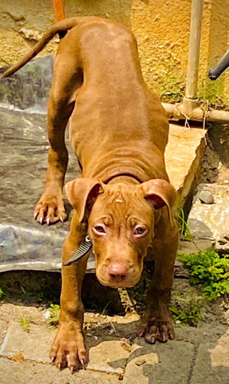 Photo of the dog