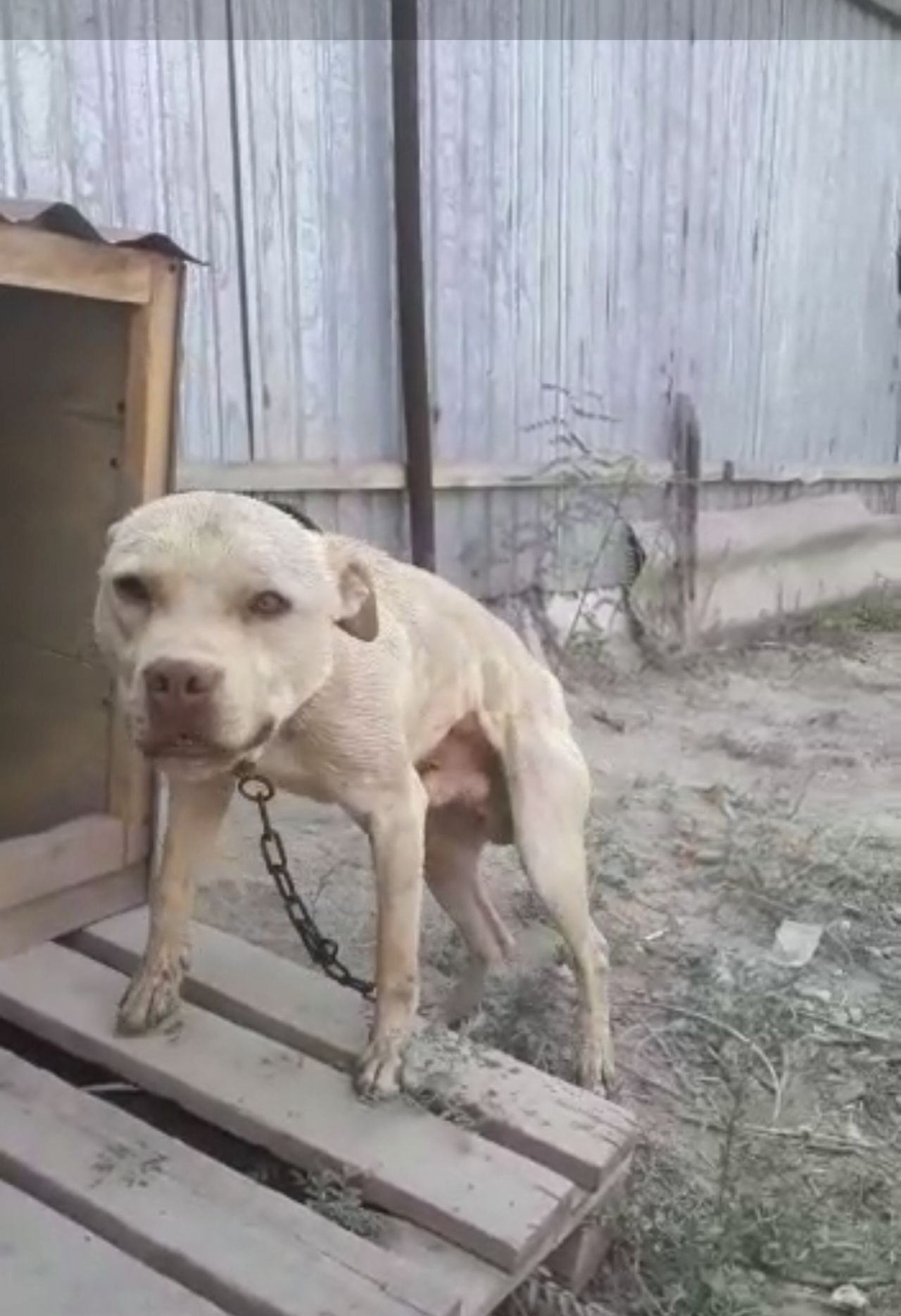 Photo of the dog