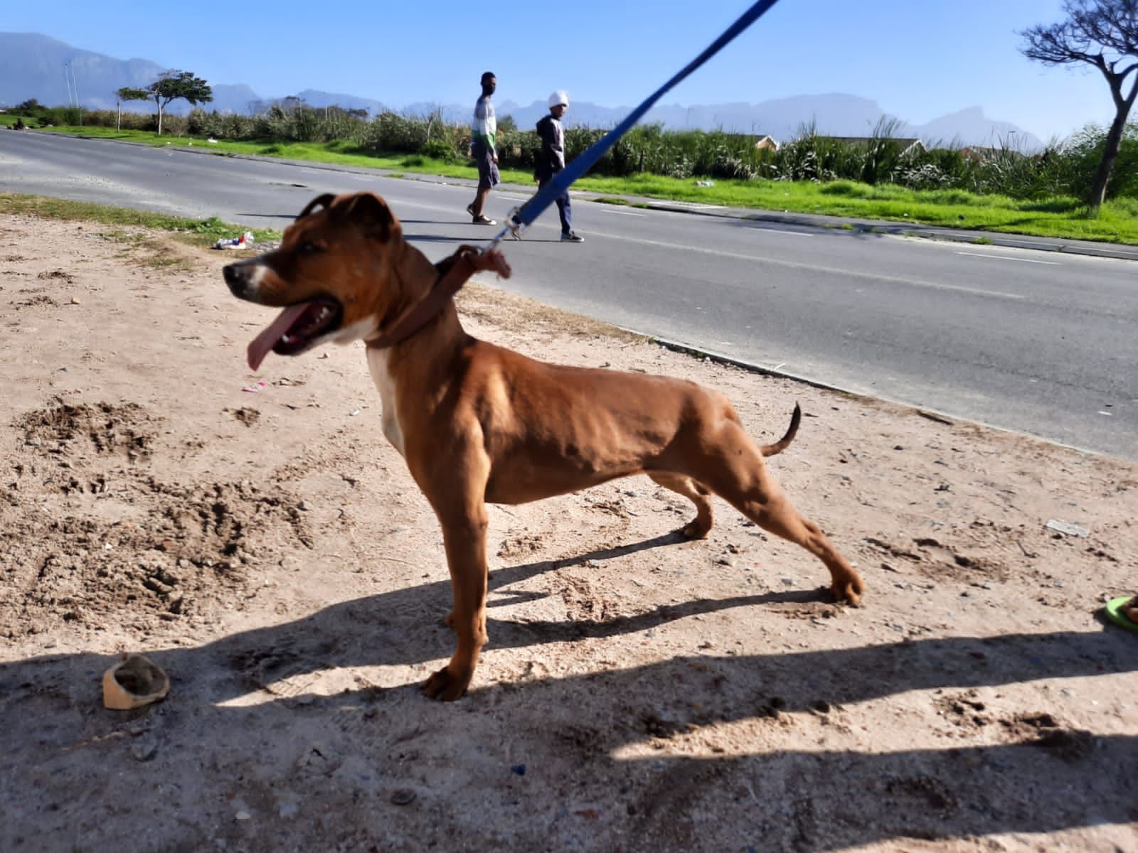 Photo of the dog