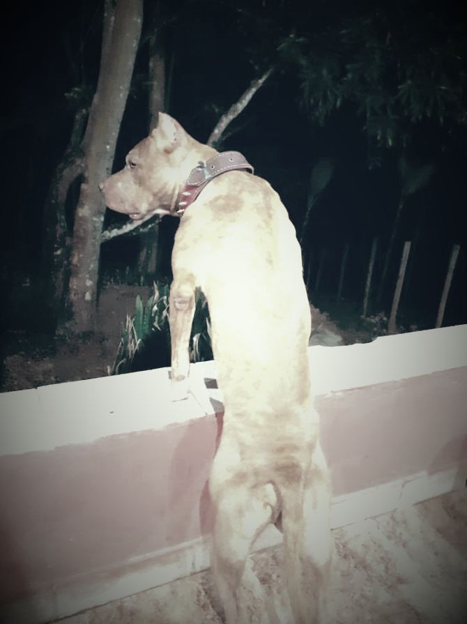 Photo of the dog