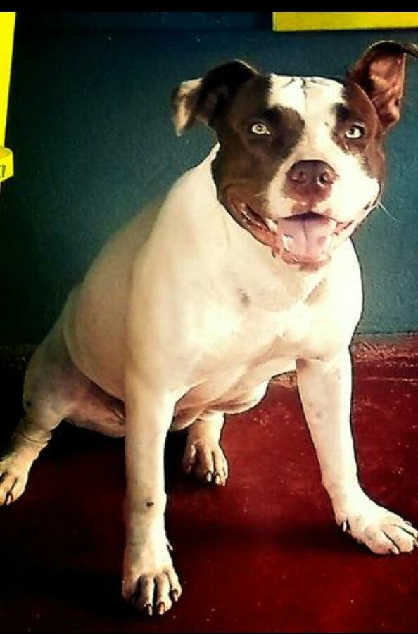 Photo of the dog