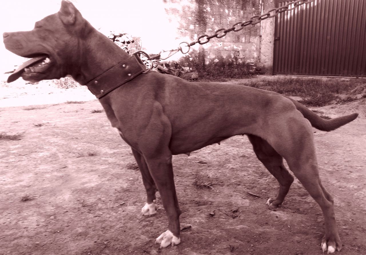 Photo of the dog