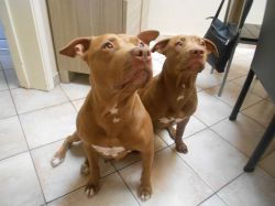 Photo of the dog