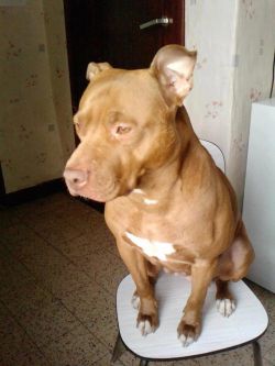 Photo of the dog