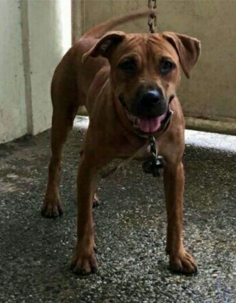 Photo of the dog