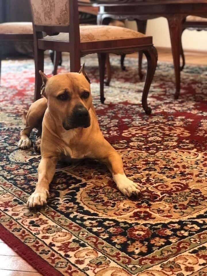 Photo of the dog