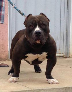 Photo of the dog