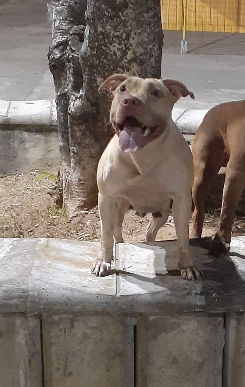 Photo of the dog