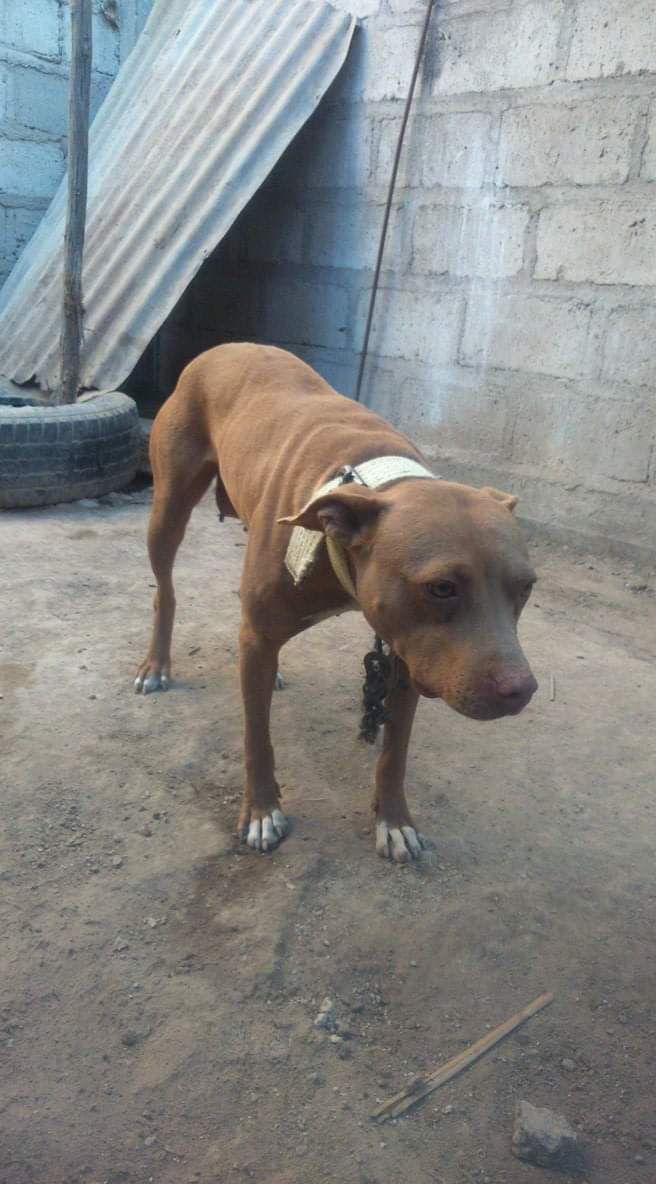 Photo of the dog