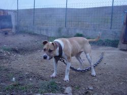Photo of the dog