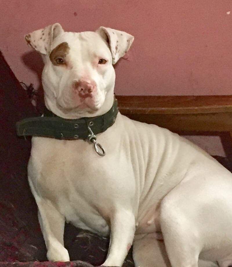 Photo of the dog