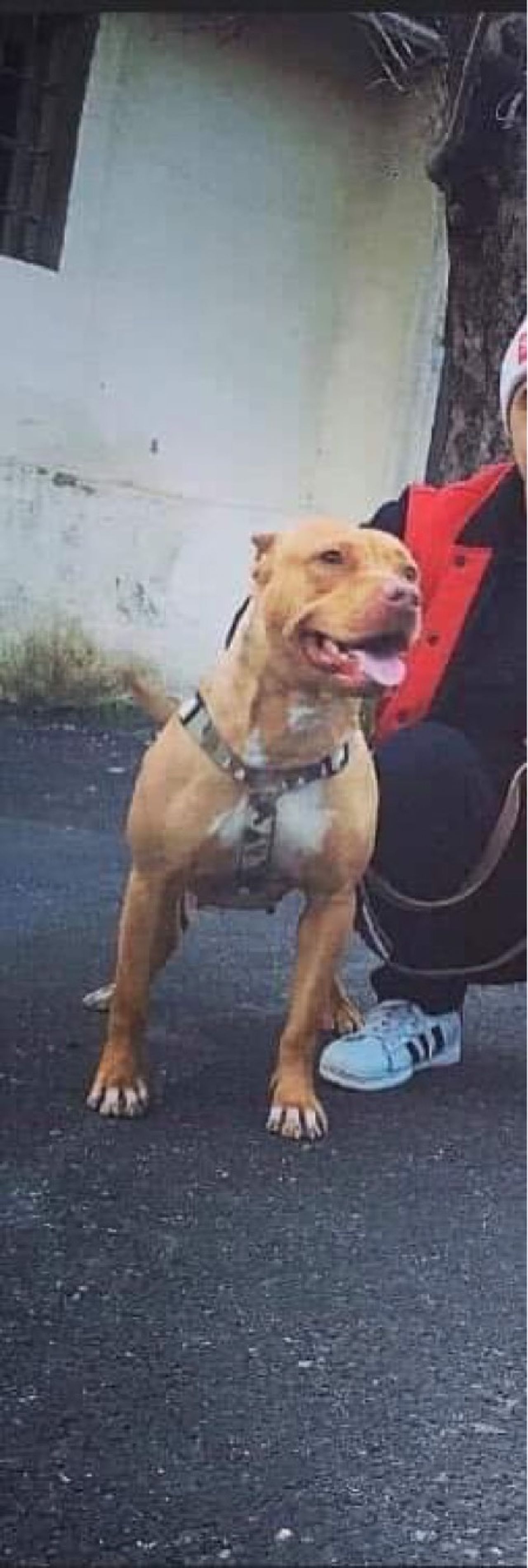 Photo of the dog