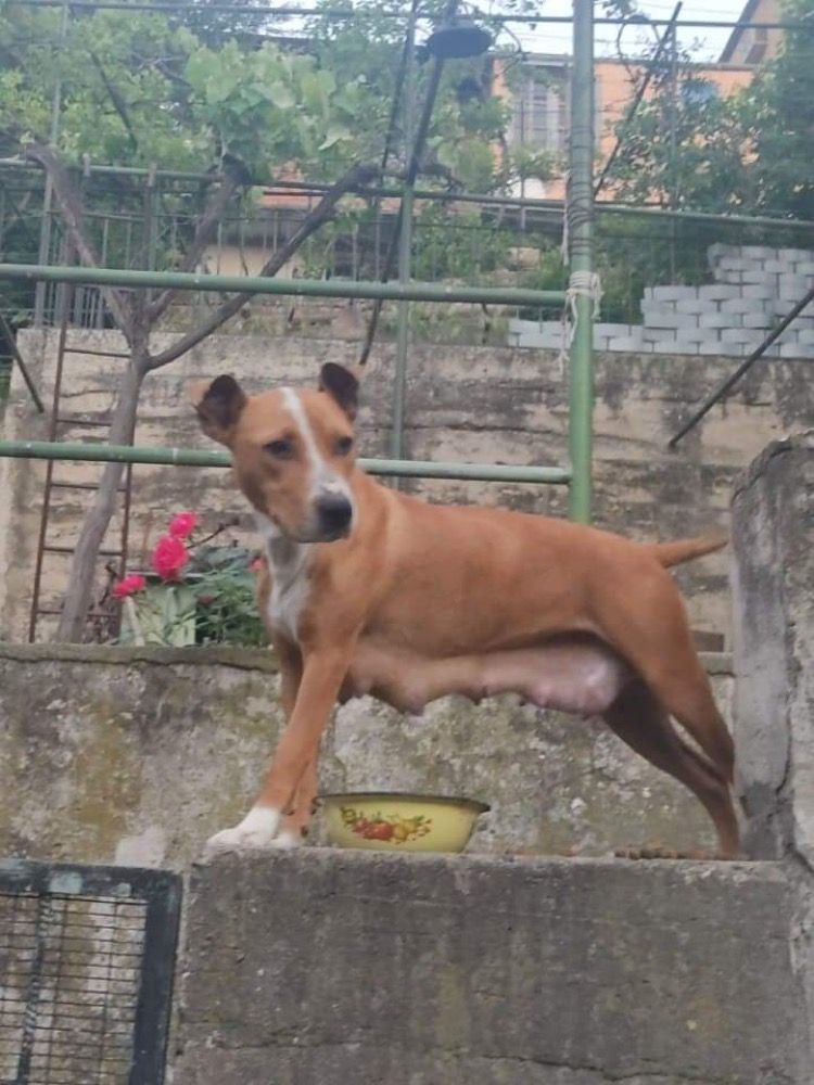 Photo of the dog