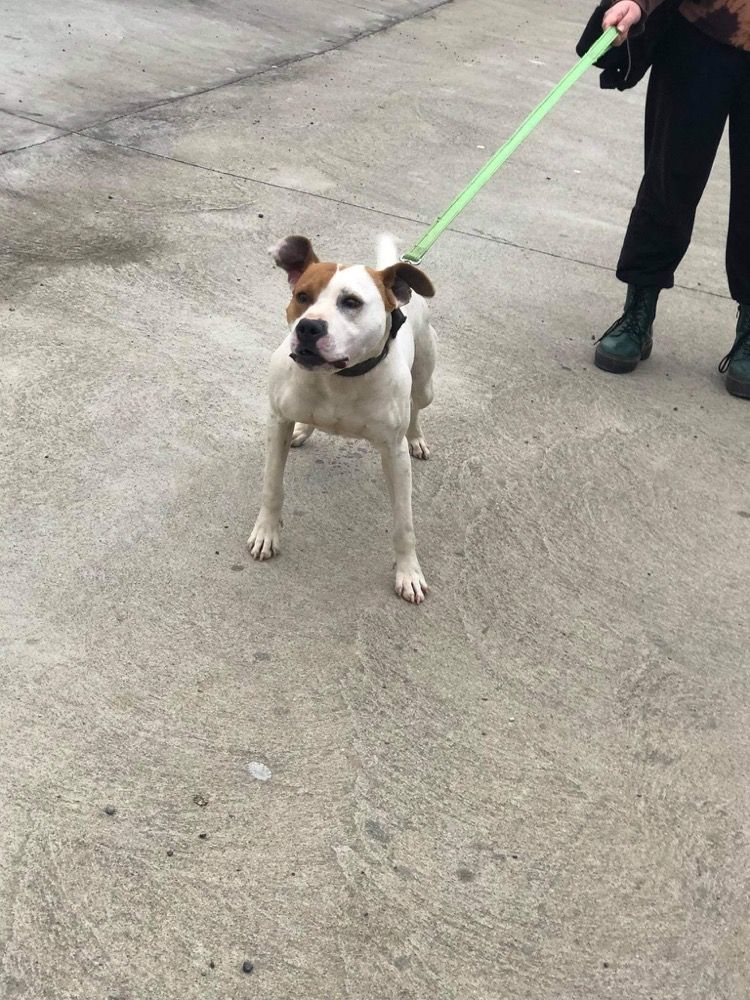 Photo of the dog