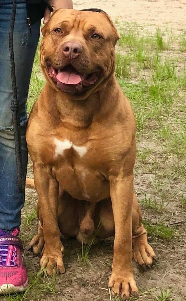 Photo of the dog