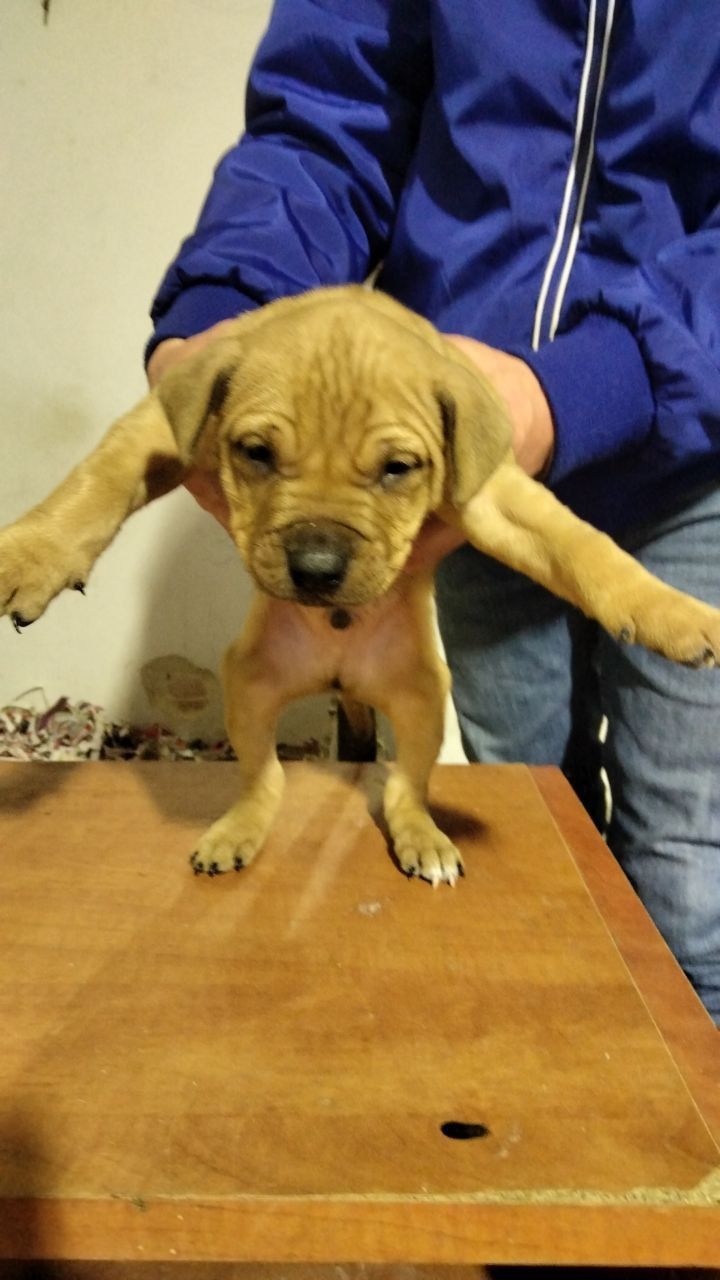 Photo of the dog