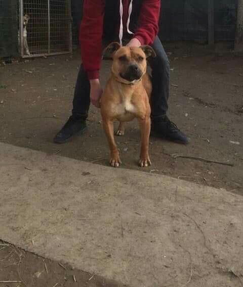 Photo of the dog