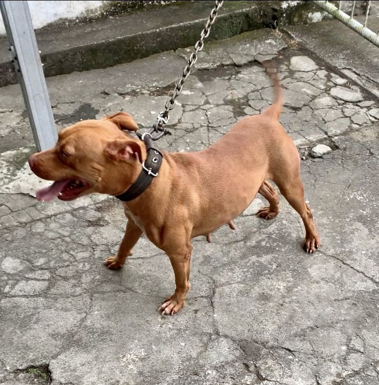 Photo of the dog