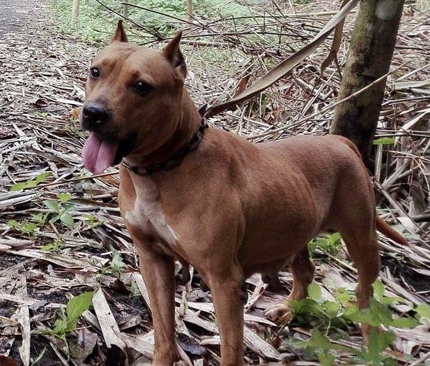Photo of the dog