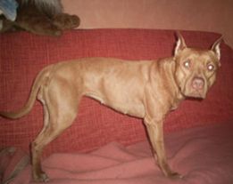 Photo of the dog