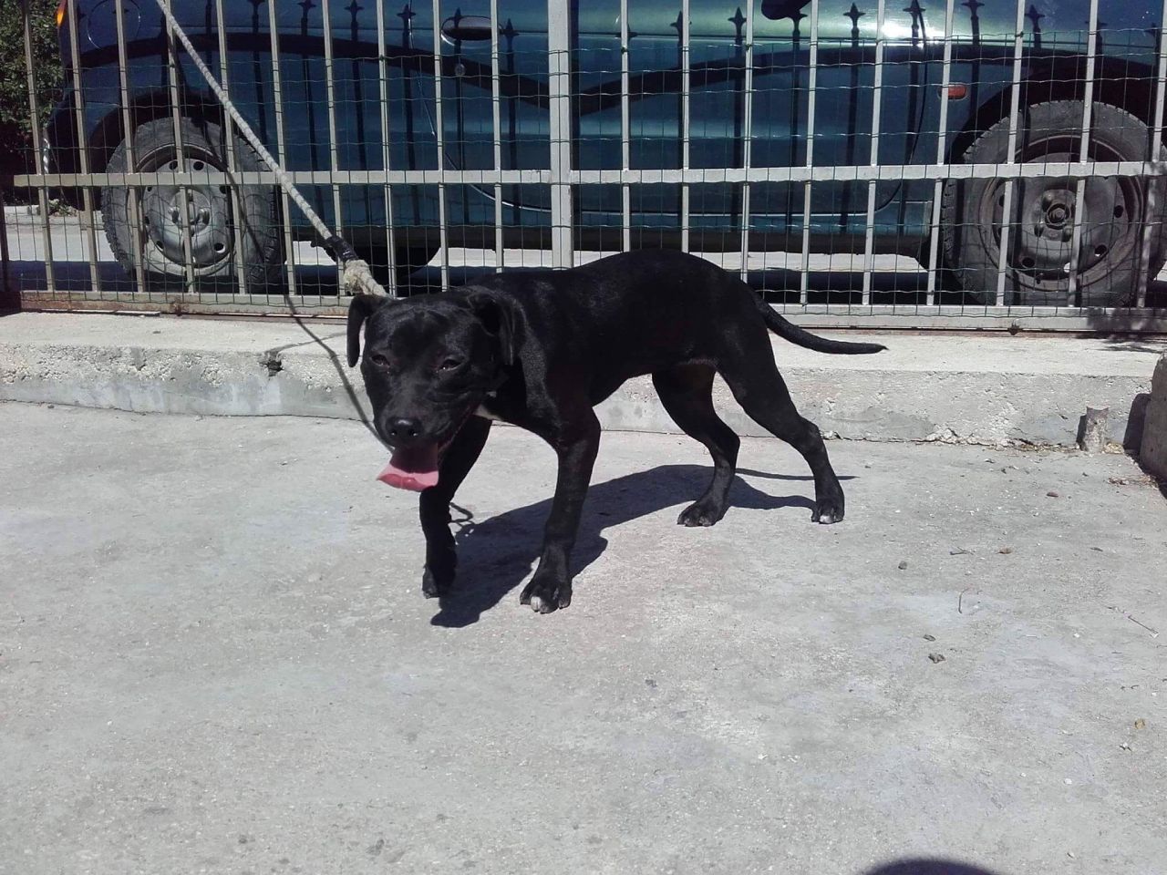 Photo of the dog