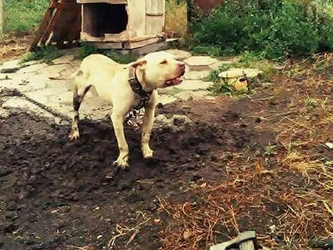 Photo of the dog