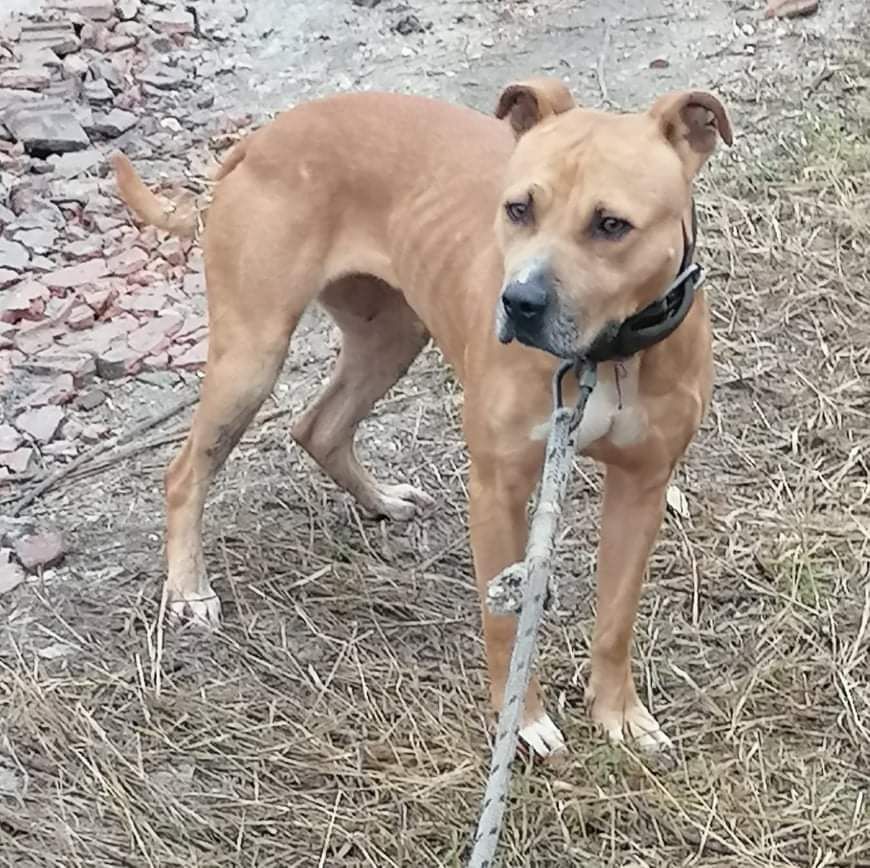 Photo of the dog